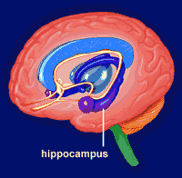 Alzheimer's Disease strikes the hippocampus.